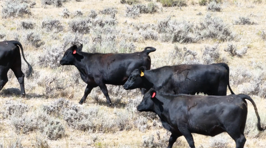 150 Black Angus Bred Heifers BH821B5